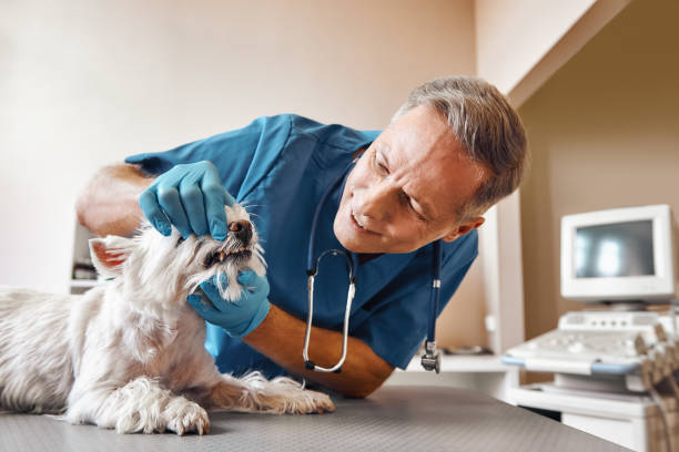 Best Mobile Emergency Dentist in Blackwood, NJ